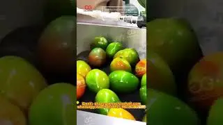 How to Quickly Wash a Large Number of Mangoes? Mango Washing Production Line