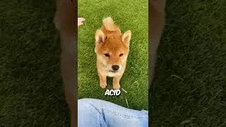 Shiba Inu Bear Mode: When Your Dog Turns Into a Fluffy Grizzly! 🐕🐻