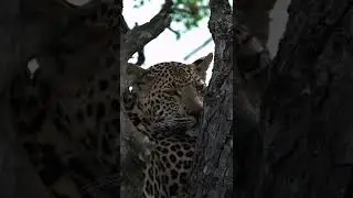 The gaze from the leopard // La mirada del leopardo