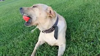 BeyoZoo Tough Strong Dog Chewing Ball for Aggressive Chewers Dogs