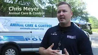 Ride Along with a Charlotte Animal Care Officer