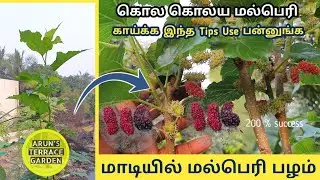 மாடிதோட்ட மல்பெரி பழம் வளர்க்க ஆசையா!!  Full tips for mulberry  tree 🌳 Mulberry fruits in terrace