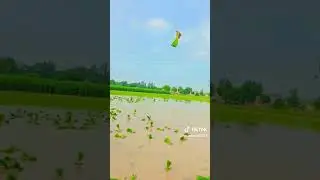 Paddy 1847 #villagerlifestyle #viralvideo #nature #fypシ゚viral