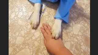 🐶  Teaching My Dog BOK How To Trade Money For Treats 💰
