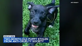 2-month-old puppy stolen from River North shelter, Anti-Cruelty Society says