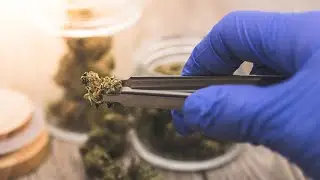 Massachusetts Medical Marijuana Program: How to Get Your Card Fast with Telemedicine