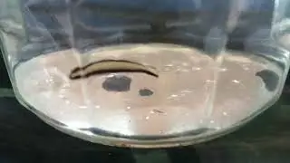Unidentified Goby or Blenny found in rock pools in the Philippines.
