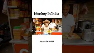 Monkey First Day in Delhi | Funny India Tour Vlog 🔚❤️ #monkeyvideos #comedy #funny