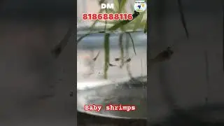baby shrimps #shrimps #dr fish world
