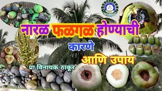 नारळ अकाली फळगळ होण्याची कारणे आणि उपाय / Reasons and Remedies for falling pre matured coconuts