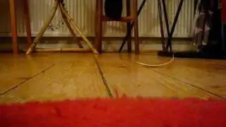 Stig von Katz  wild thing