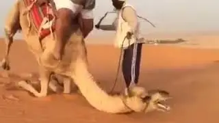camel falling due to weight of man
