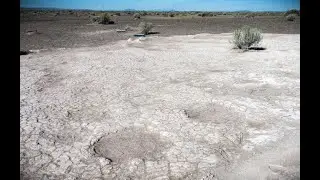 Ice Age mammoth fossil tracks reveal how young ancient elephants cared for a wounded adult mammoth
