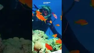 Where have you seen the greatest diversity underwater? ⁠