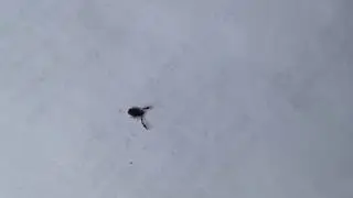 Pseudoscorpion or False Scorpion