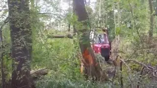 Terri 34 vs Timberjack