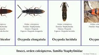 Insect, orden cole&oacute;pteros, familia Staphylinidae aleochara elegans lata bicolor gracilis concolor