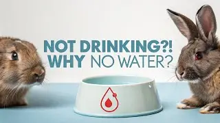 Rabbit FAQs: Why My Rabbit Not Drinking Water? Causes & What to Do