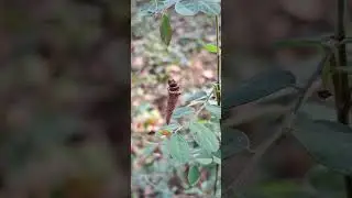 TINY MOTH CATERPILLAR BUILD 🦋 HOME IN DRY LEAVES #AMAZING NATURE#LIFECYLE OF NATURE CREATURE