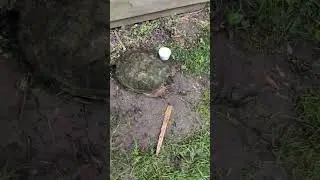 Big Snapping Turtle at the Park in Gem City