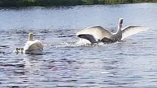 Swan attacked seagull so badly