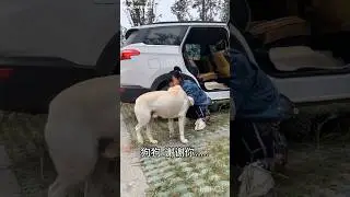 Doggy Critical Condition #shorts #youtubeshorts #viralshortstoday #woodworkprojects #emotional