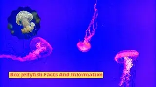 Box Jellyfish Facts And Information