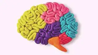 Let&rsquo;s dive into some fun brain facts
