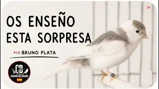 Timbrados SORPRESA-instalaciones MÓDULO 2- canarios época CRIA-huevos-AVIARIO-cuidados-manejos-JAULA