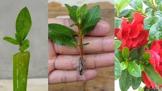 How to grow azalea plant from cuttings | Azalea Propagation