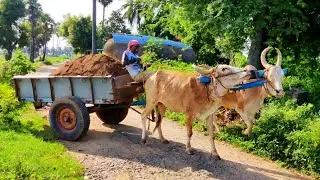 Cow Dung Loading Ride by Bullock Cart | Bullock Cart Ride