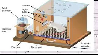 thorndike pavlov skinner experiment | experiment on animals |psychology experiments on animals