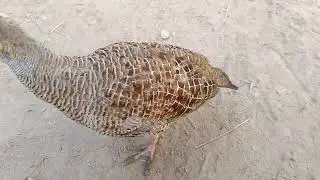 Baeutifull irani dakni teetar jori #francolin #birds 