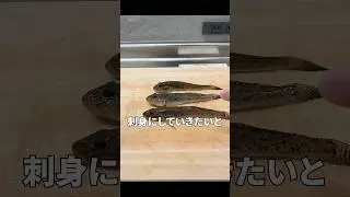 ハゼの刺身❗️ #shorts #魚さばき #ハゼの刺身