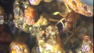 Trap jaw function in Protanilla rafflesi