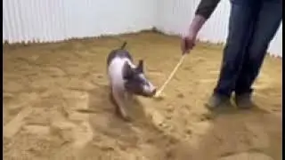 Alexander Showpigs 9-4