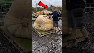 Что внутри гигантской тыквы?! 🎃👀