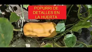 PORQUE SE RAJAN LAS CALABAZAS