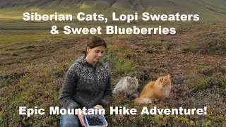 Siberian Cats, Lopi Sweaters & Sweet Blueberries: Epic Mountain Hike Adventure in Iceland !