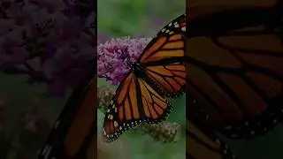 7 ANIMALS THAT CHANGE THROUGHOUT THEIR LIVES 🦋 🦋 #animals #pets #curiosities