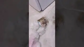 #shihtzu #harry #gold #dog #cute #sleep #ukraine #pets #kyiv #bucha #shorts #tiktok