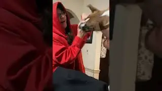 Pet Dog Bites Owner's Hand While She Tries to Take Their Paw Print - 1194077