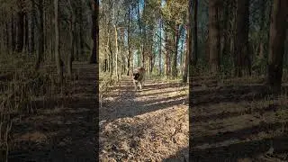 A STEADY WALK WITH A LEONBERGER #LEONBERGER #DOG #LOVE #HAPPY