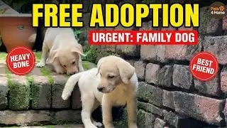 Free Adoption! Le Jao Jaldi 🥺 Labrador Puppy (Male/Female) | Owner Majboor