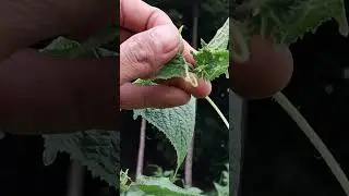 Dunia harus tau‼️pruning pucuk Mentimun bikin buah lebat dan nutrisi maksimal