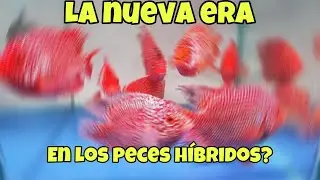 NUEVA ESPECIE? una nueva ERA en los PECES HIBRIDOS?? INCREIBLE PEZ