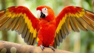 Soothing ASMR Tropical Birds | Yellow-Billed Cotinga, Motmot & Wattled Jacana | Wildlife Relaxation
