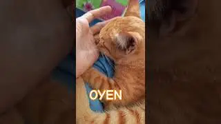 The OYEN cat | #viralvideo #cat #shortvideo #adorable