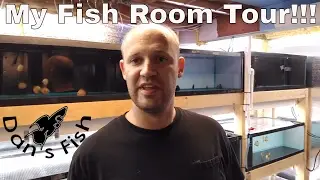 My Fishroom Tour