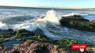 Ocean Beach Tide Pools, San Diego, California - Discover the Wonders of Sealife
